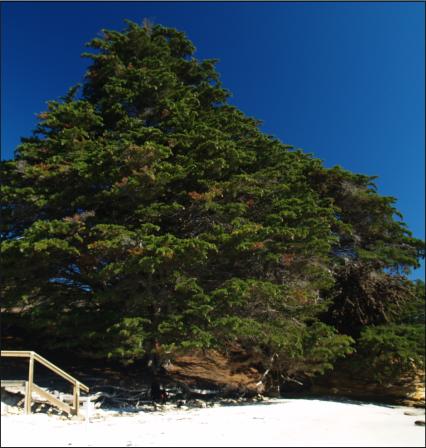 Hopground Beach