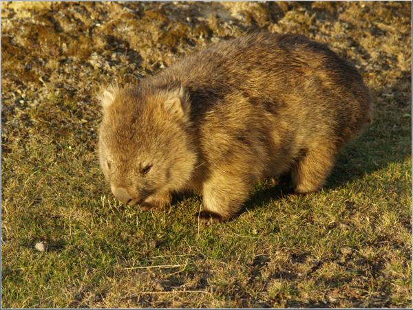 Wombat