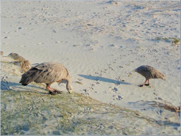 Cape Barren goose (H�hnergans)